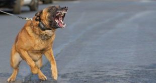 كلب شرس 780x470 1 310x165 - اطلاق الرصاص على كلب شرس حرضه صاحبه لمهاجمة الشرطة بسلا