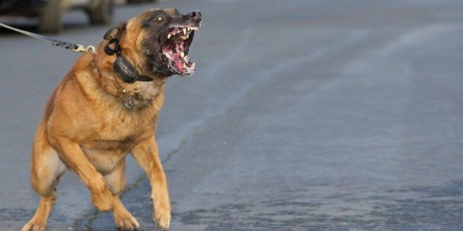 كلب شرس 780x470 1 660x330 - اطلاق الرصاص على كلب شرس حرضه صاحبه لمهاجمة الشرطة بسلا