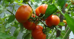 tomato tomato plant ripe tomatoes c408e0 1024 310x165 - هذه أسباب الارتفاع القياسي لأسعار الطماطم
