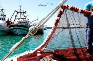الصيد البحري 310x205 - ارتفاع الكميات المفرغة من منتجات الصيد الساحلي والتقليدي